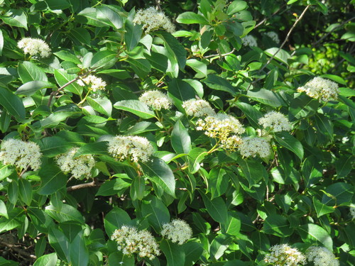 Zone 2 Native flowering Shrubs - Viburnum Nudum var. Cassinoides