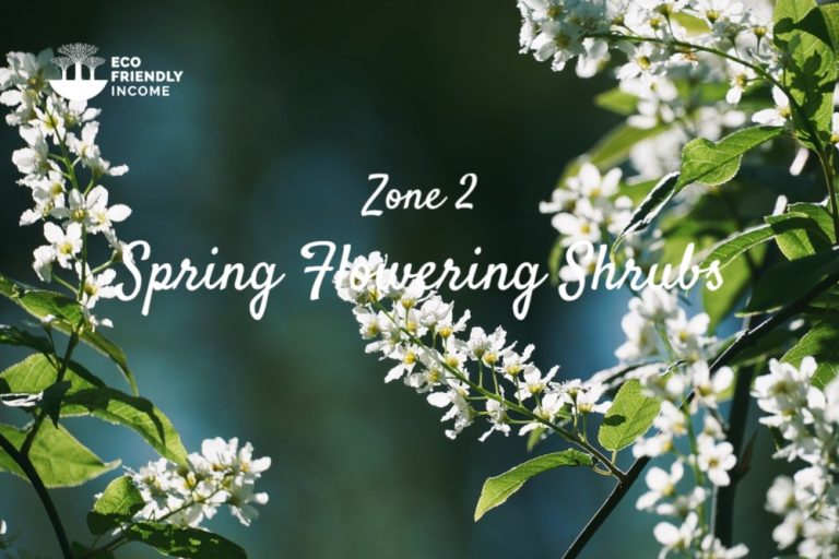Zone 2 Spring Flowering Shrubs