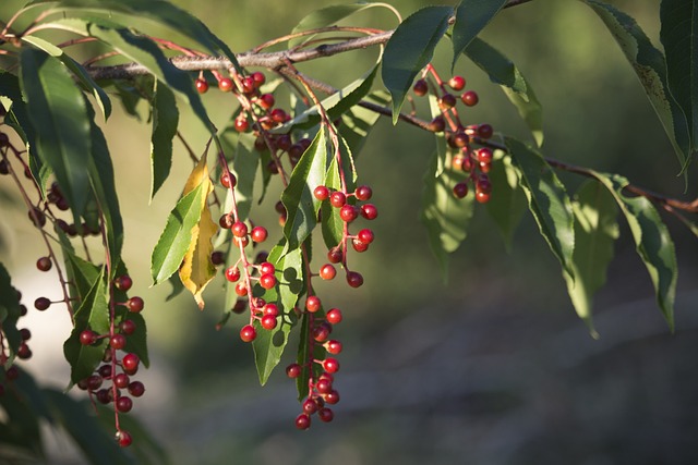 bird Cherry - Prunus Pensylvanica - fruit