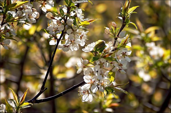 bird Cherry - Prunus Pensylvanica