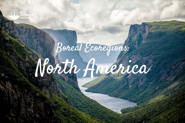 Boreal-Ecoregions- North America