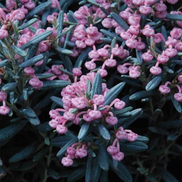 Boreal Forest Shrubs – Bog Rosemary Boreal Forest Shrubs - Bog Rosemary