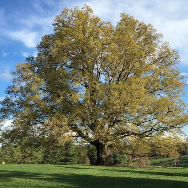 Boreal Forest Tree – White Oak – Quercus Alba Boreal Forest Tree - White Oak - Quercus Alba