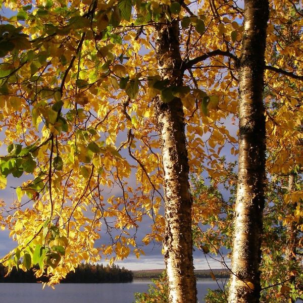 Boreal Foresta Tree – Yellow Birch – Betulla Alleghaniensis Boreal Foresta Tree - Yellow Birch - Betulla Alleghaniensis