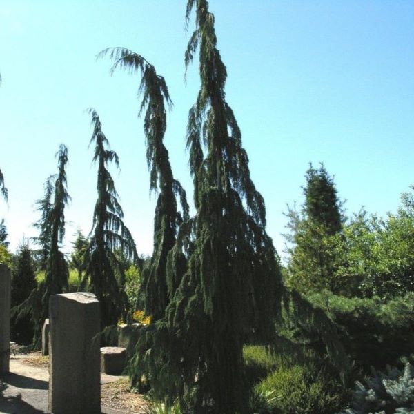 Boreal Forest Trees – Alaska Cedar – Callitropsis-nootkatensis Boreal Forest Trees - Alaska Cedar - Callitropsis-nootkatensis