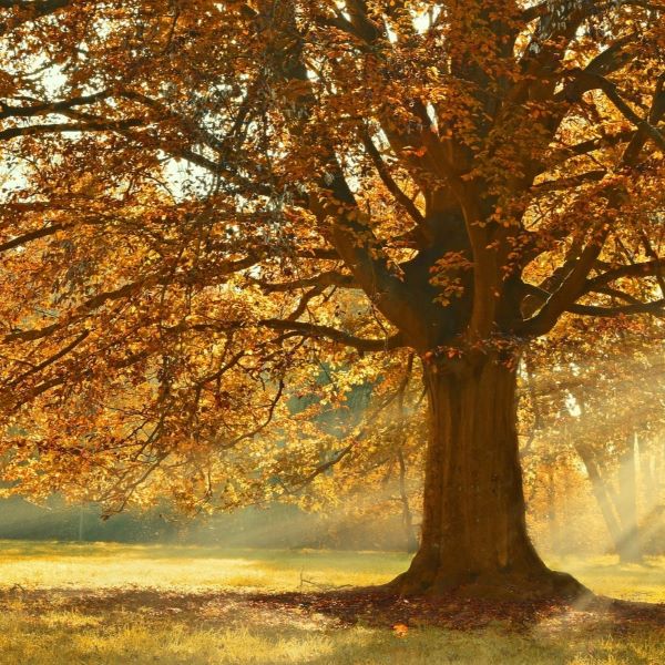 Boreal Forest Trees – American Linden – Tilia americana Boreal Forest Trees - American Linden - Tilia americana