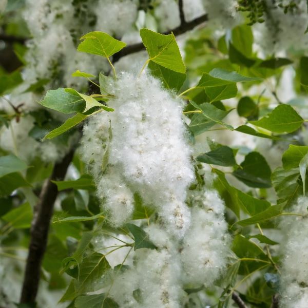 Boreal Forest Trees – Balsam Poplar – Populus balsamifera Boreal Forest Trees - Balsam Poplar - Populus balsamifera