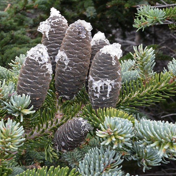 Boreal Forest Trees – Balsam fir – Abies balsamea Boreal Forest Trees - Balsam fir - Abies balsamea