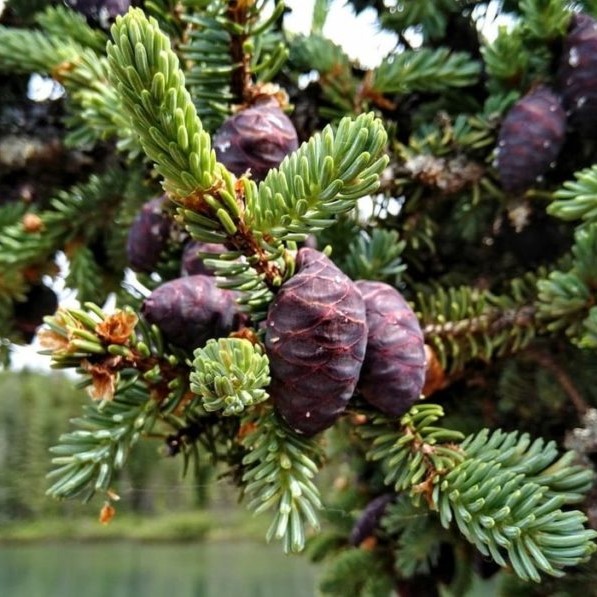 Boreal Forest Trees – Black Spruce – Picea Mariana Boreal Forest Trees - Black Spruce - Picea Mariana