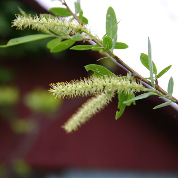 Boreal Forest Trees – Black Willow – Salix Nigra Boreal Forest Trees - Black Willow - Salix Nigra