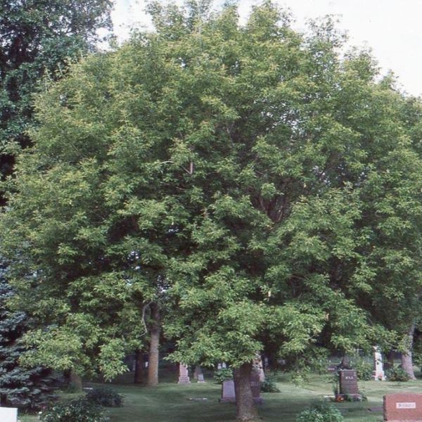 Boreal Forest Trees – Boxelder Maple – Acer Negundo Boreal Forest Trees - Boxelder Maple - Acer Negundo