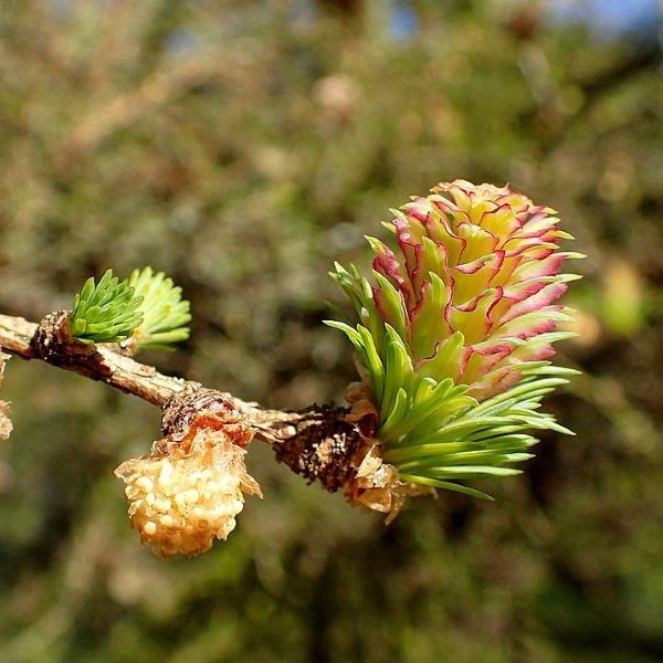 Boreal Forest Trees – Dahurian Larch – Larix gmelinii Boreal Forest Trees - Dahurian Larch - Larix gmelinii