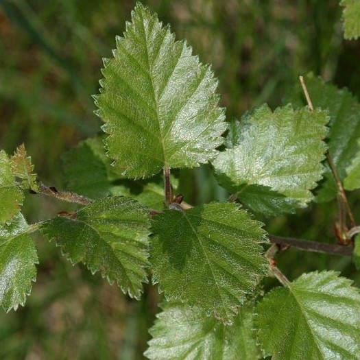 Boreal Forest Trees – Downy Birch – Betula pubescens Boreal Forest Trees - Downy Birch - Betula pubescens