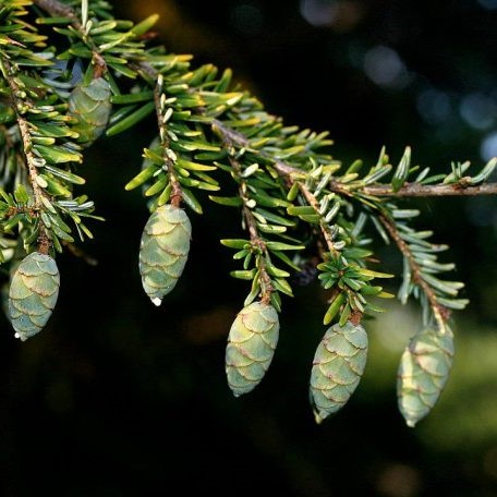 Boreal Forest Trees – Eastern Hemlock – Tsuga Canadensis Boreal Forest Trees - Eastern Hemlock - Tsuga Canadensis