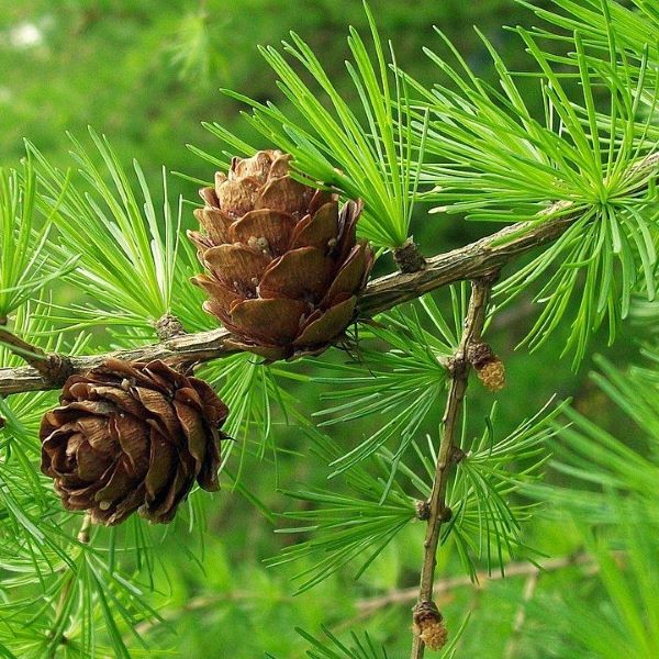 Boreal Forest Trees – European Larch – Larix decidua Boreal Forest Trees - European Larch - Larix decidua