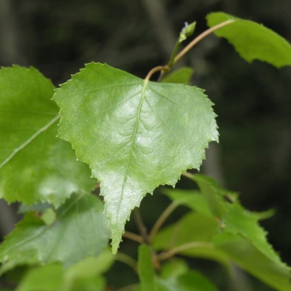 Boreal Forest Trees – Gray Birch – Betula populifolia Boreal Forest Trees - Gray Birch - Betula populifolia
