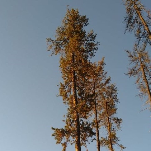 Boreal Forest Trees – Jackpine – Pinus banksiana Boreal Forest Trees - Jackpine - Pinus banksiana