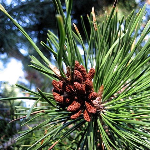 Boreal Forest Trees – Lodgepole Pine – Pinus Contorta Boreal Forest Trees - Lodgepole Pine - Pinus Contorta