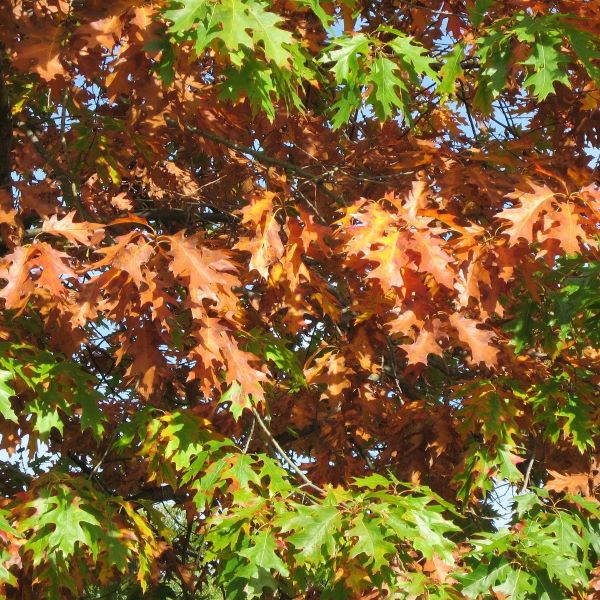 Boreal Forest Trees – Northern Red Oak – Quercus rubra Boreal Forest Trees - Northern Red Oak - Quercus rubra