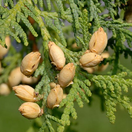 Boreal Forest Trees – Northern White Cedar – Thuja occidentalis Boreal Forest Trees - Northern White Cedar - Thuja occidentalis