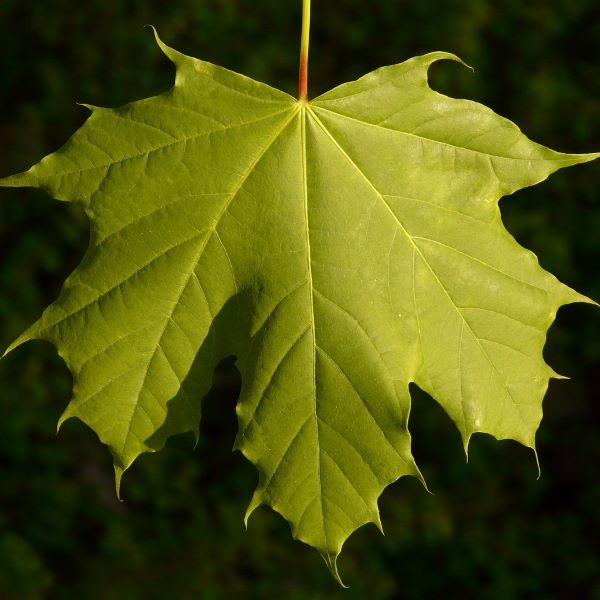 Boreal Forest Trees – Norway Maple – Acer Platanoides Boreal Forest Trees - Norway Maple - Acer Platanoides