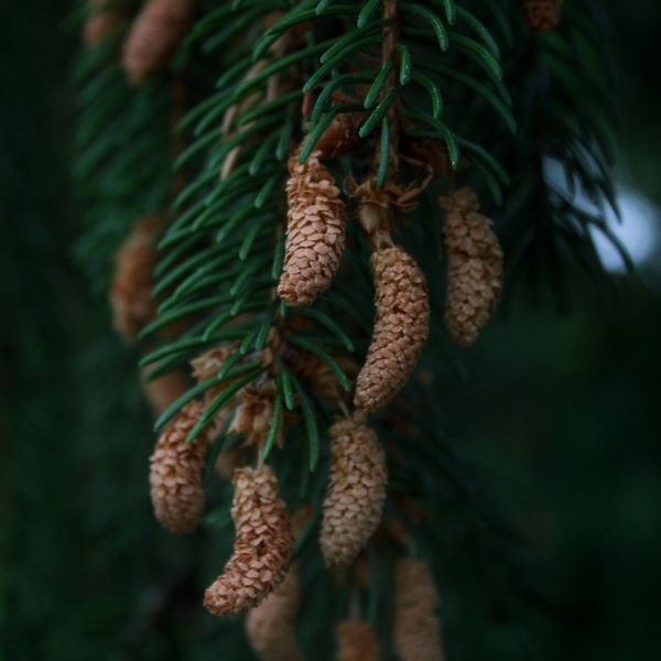 Boreal Forest Trees – Norway Spruce – Picea Abies Boreal Forest Trees - Norway Spruce - Picea Abies