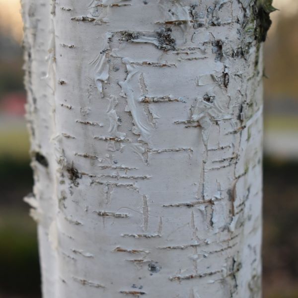 Boreal Forest Trees – Paper Birch – Betula papyrifera Boreal Forest Trees - Paper Birch - Betula papyrifera