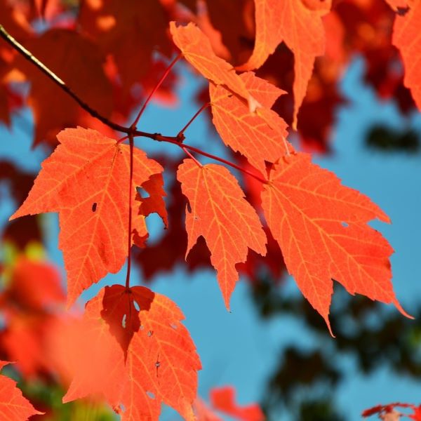 Boreal Forest Trees – Red Maple – Acer Rubrum Boreal Forest Trees - Red Maple - Acer Rubrum