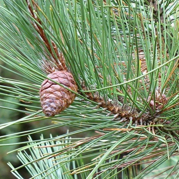 Boreal Forest Trees – Red Pine – Pinus resinosa Boreal Forest Trees - Red Pine - Pinus resinosa