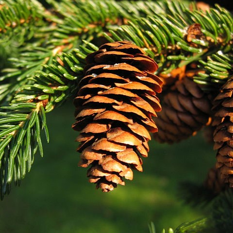 Boreal Forest Trees – Red Spruce – Picea rubens Boreal Forest Trees - Red Spruce - Picea rubens