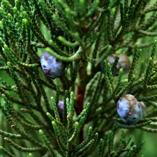 Boreal Forest Trees – Rocky Mountain Juniper – Juniperus-scopulorum Boreal Forest Trees - Rocky Mountain Juniper - Juniperus-scopulorum