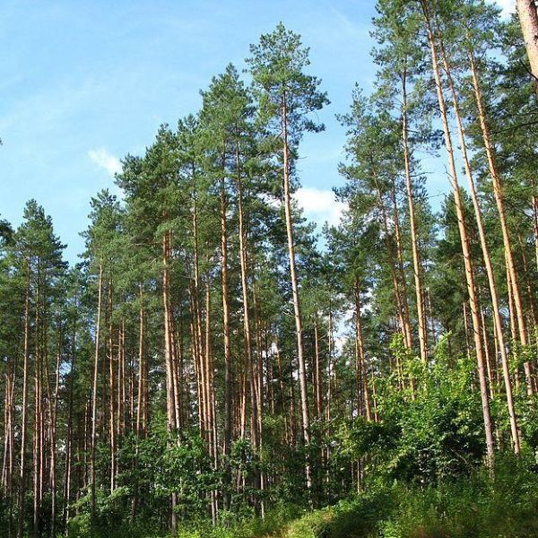 Boreal Forest Trees – Scotch Pine – Pinus sylvestris Boreal Forest Trees - Scotch Pine - Pinus sylvestris