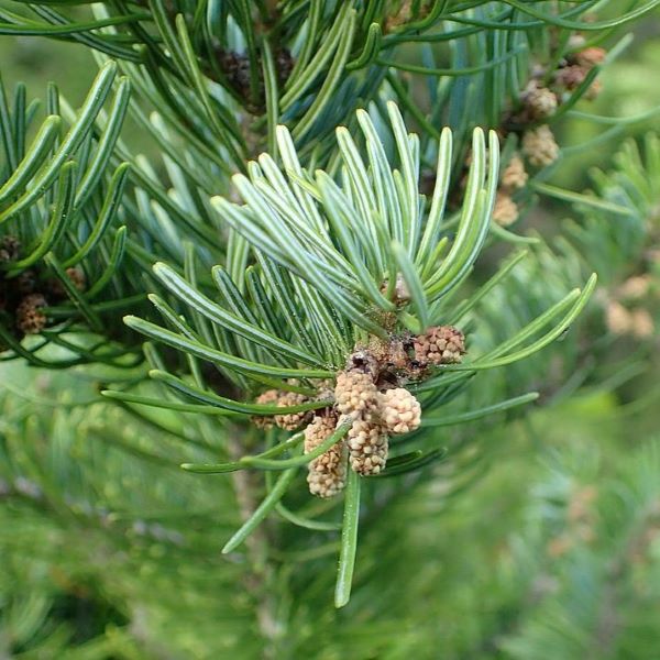 Boreal Forest Trees – Siberian Fir – Abies sibirica Boreal Forest Trees - Siberian Fir - Abies sibirica