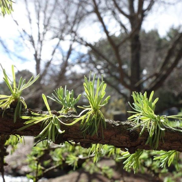 Boreal Forest Trees – Siberian Larch – Larix sibirica Boreal Forest Trees - Siberian Larch - Larix sibirica