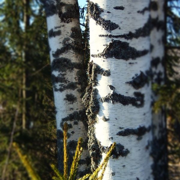 Boreal Forest Trees – Silver Birch – Betula pendula Boreal Forest Trees - Silver Birch - Betula pendula