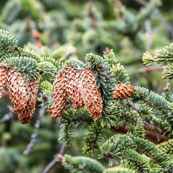 Boreal Forest Trees – Sitka Spruce – Picea sitchensis Boreal Forest Trees - Sitka Spruce - Picea sitchensis