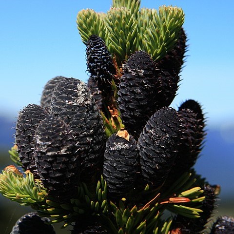 Boreal Forest Trees – Subalpine Fir – Abies lasiocarpa Boreal Forest Trees - Subalpine Fir - Abies lasiocarpa