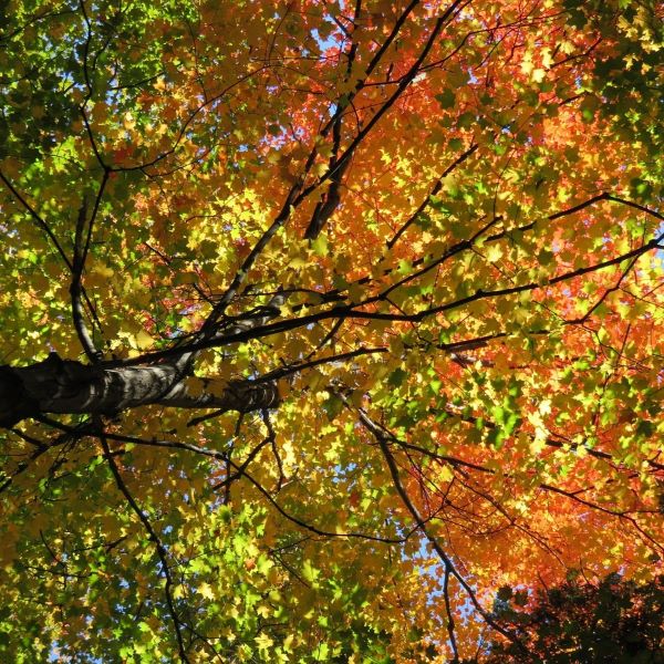 Boreal Forest Trees – Sugar Maple – Acer saccharum Boreal Forest Trees - Sugar Maple - Acer saccharum