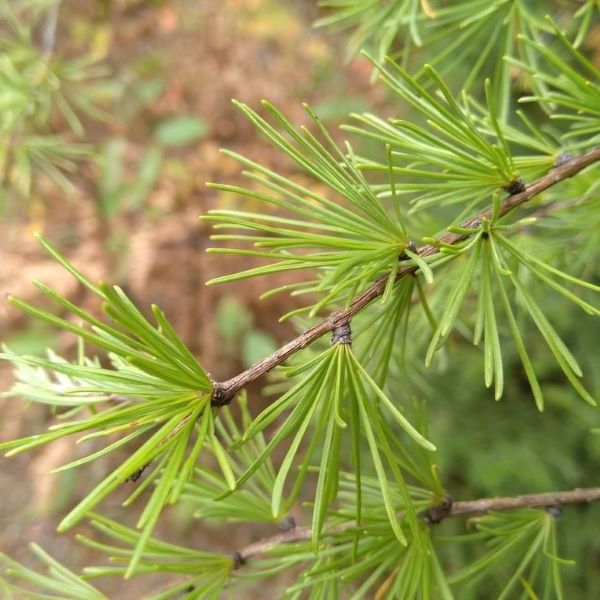 Boreal Forest Trees – Tamarack Larch – Larix laricina Boreal Forest Trees - Tamarack Larch - Larix laricina
