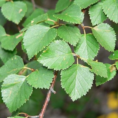 Boreal Forest Trees – Water Birch – Betula Occidentalis Boreal Forest Trees - Water Birch - Betula Occidentalis