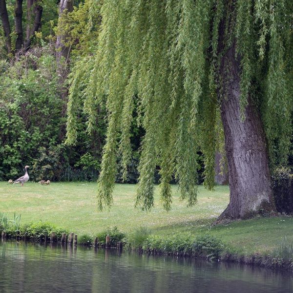 Boreal Forest Trees – Weeping Willow – Salix babylonica Boreal Forest Trees - Weeping Willow - Salix babylonica