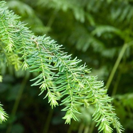 Boreal Forest Trees – Western Hemlock – Tsuga heterophylla Boreal Forest Trees - Western Hemlock - Tsuga heterophylla
