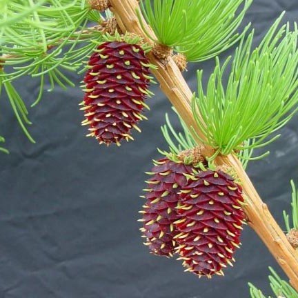 Boreal Forest Trees – Western Larch – Larix occidentalis Boreal Forest Trees - Western Larch - Larix occidentalis