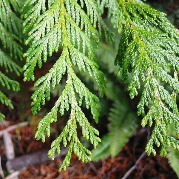 Boreal Forest Trees – Western Red Cedar – Thuja plicata Boreal Forest Trees - Western Red Cedar - Thuja plicata