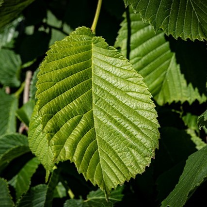 Boreal Forest Trees – White Elm – Ulmus americana Boreal Forest Trees - White Elm - Ulmus americana