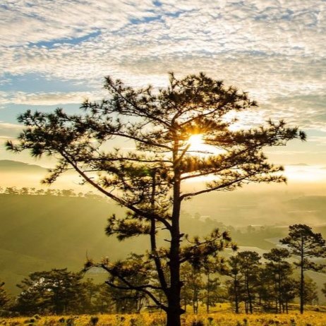 Boreal Forest Trees – White Pine – Pinus strobus Boreal Forest Trees - White Pine - Pinus strobus