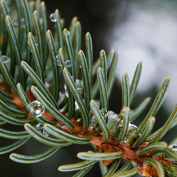 Boreal Forest Trees – White Spruce – Picea Glauca Boreal Forest Trees - White Spruce - Picea Glauca