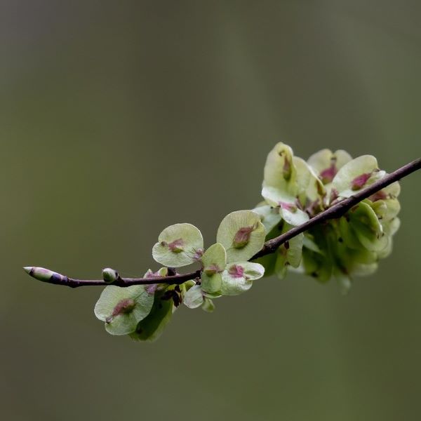 Boreal Forest Trees – Wych Elm – Ulmus Glabra Boreal Forest Trees - Wych Elm - Ulmus Glabra