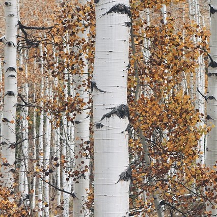 Boreal Forests Trees – Quaking Aspen – Populus tremuloides Boreal Forests Trees - Quaking Aspen - Populus tremuloides
