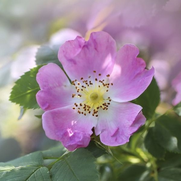 How-to-Identify-Propagate-Wild-Rose-Rosa-acicularis How-to-Identify-Propagate-Wild-Rose-Rosa-acicularis